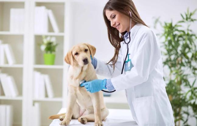 Pet Health & Vaccination