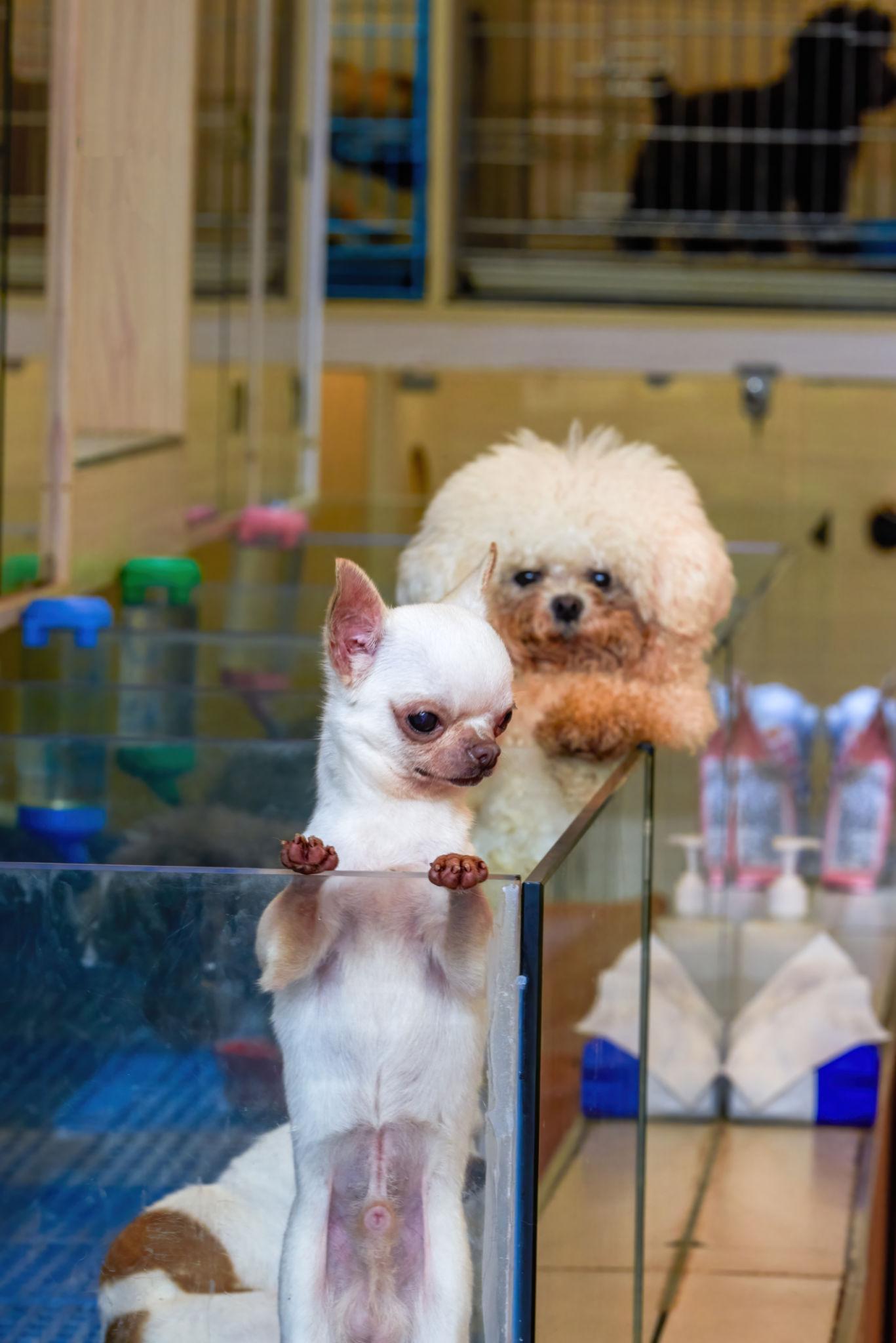 Cute puppies available at our pet shop.