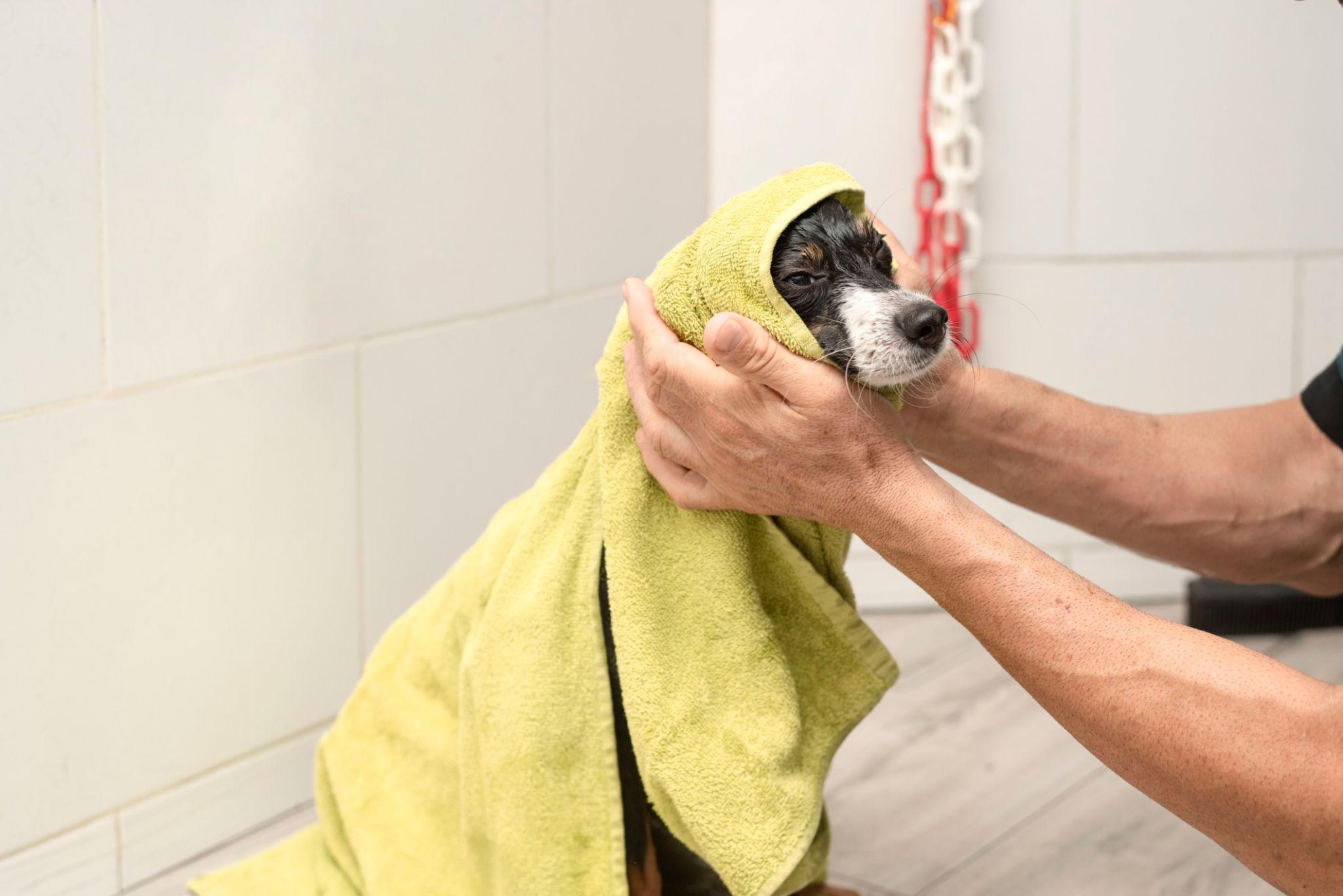 Professional grooming services for your pets.