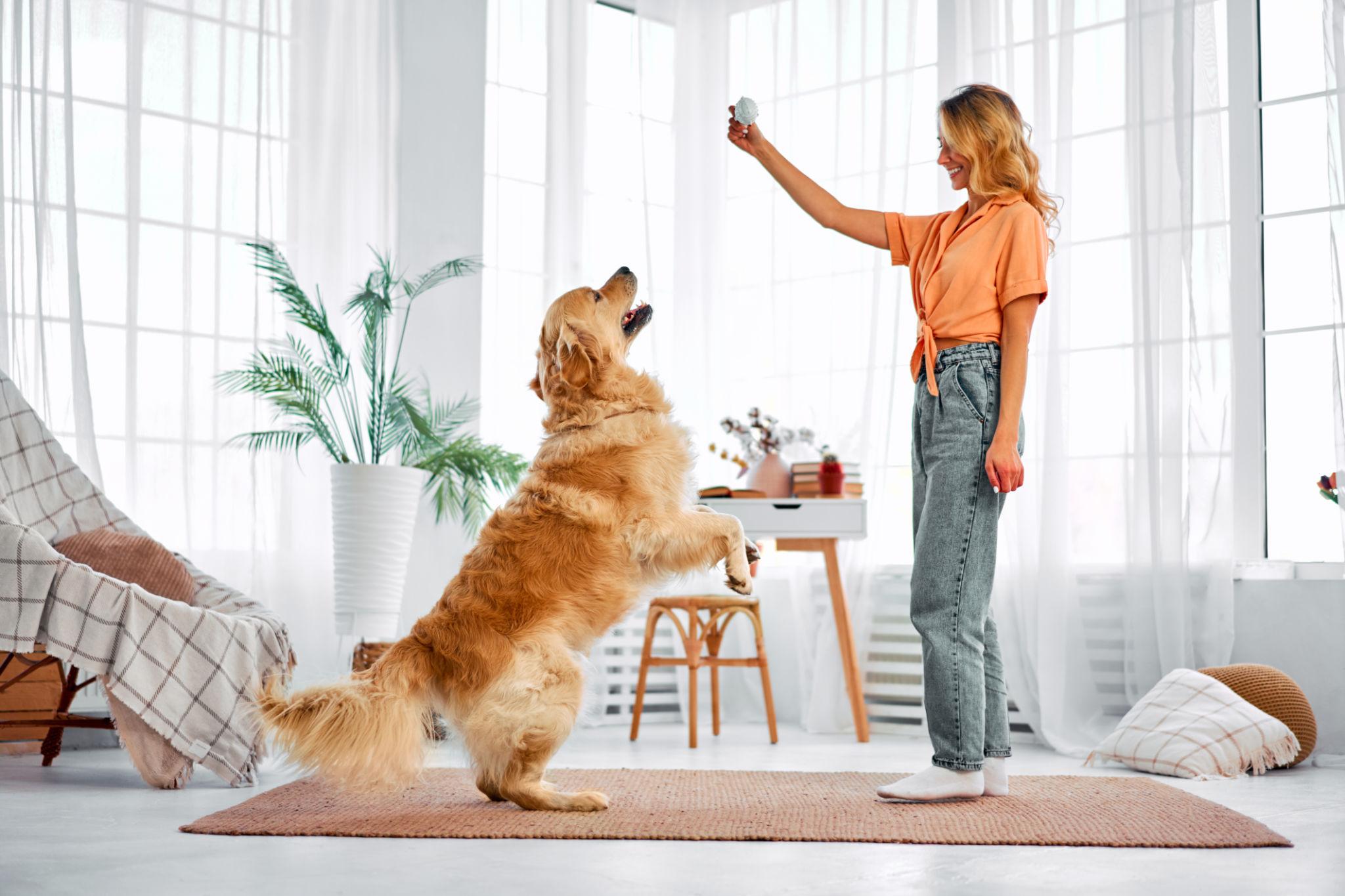 Professional Pet Training Service