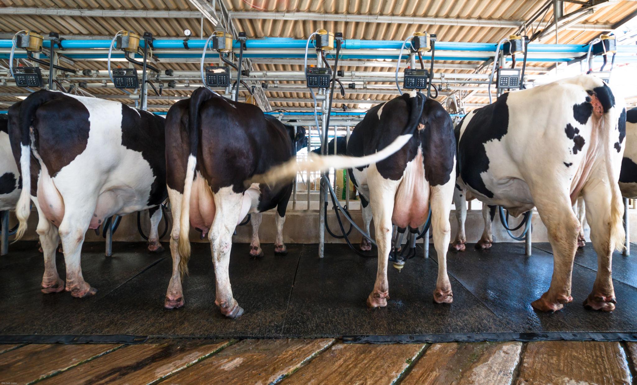 Fresh milk collected daily with hygienic and modern techniques.