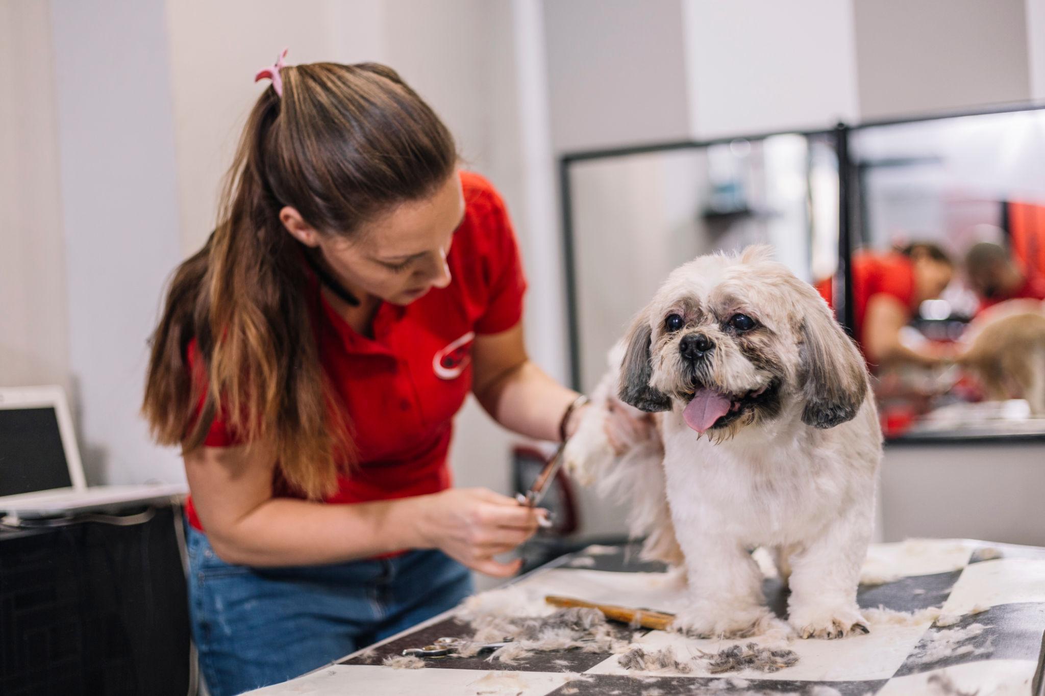 Pet Grooming