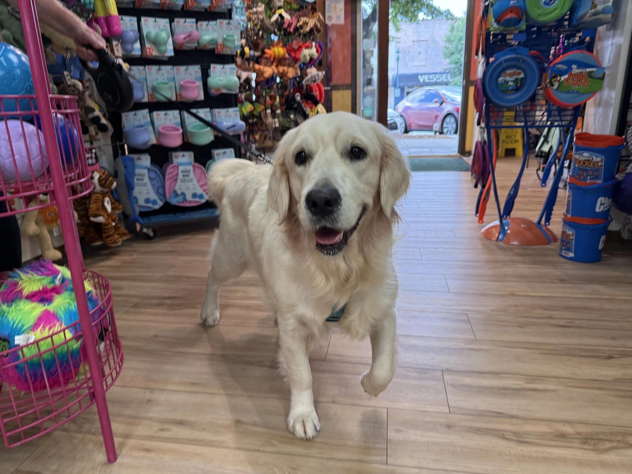 Pet Toys & Accessories