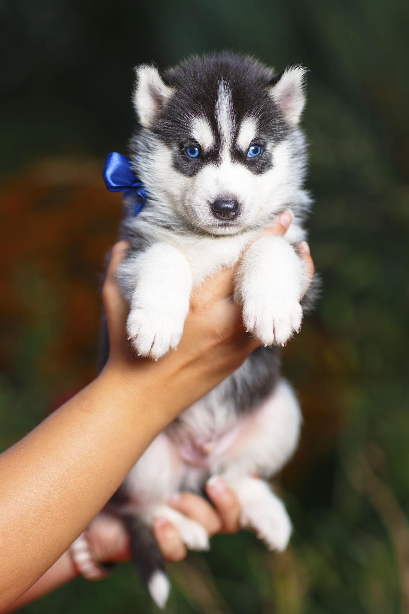 Pet Clothing