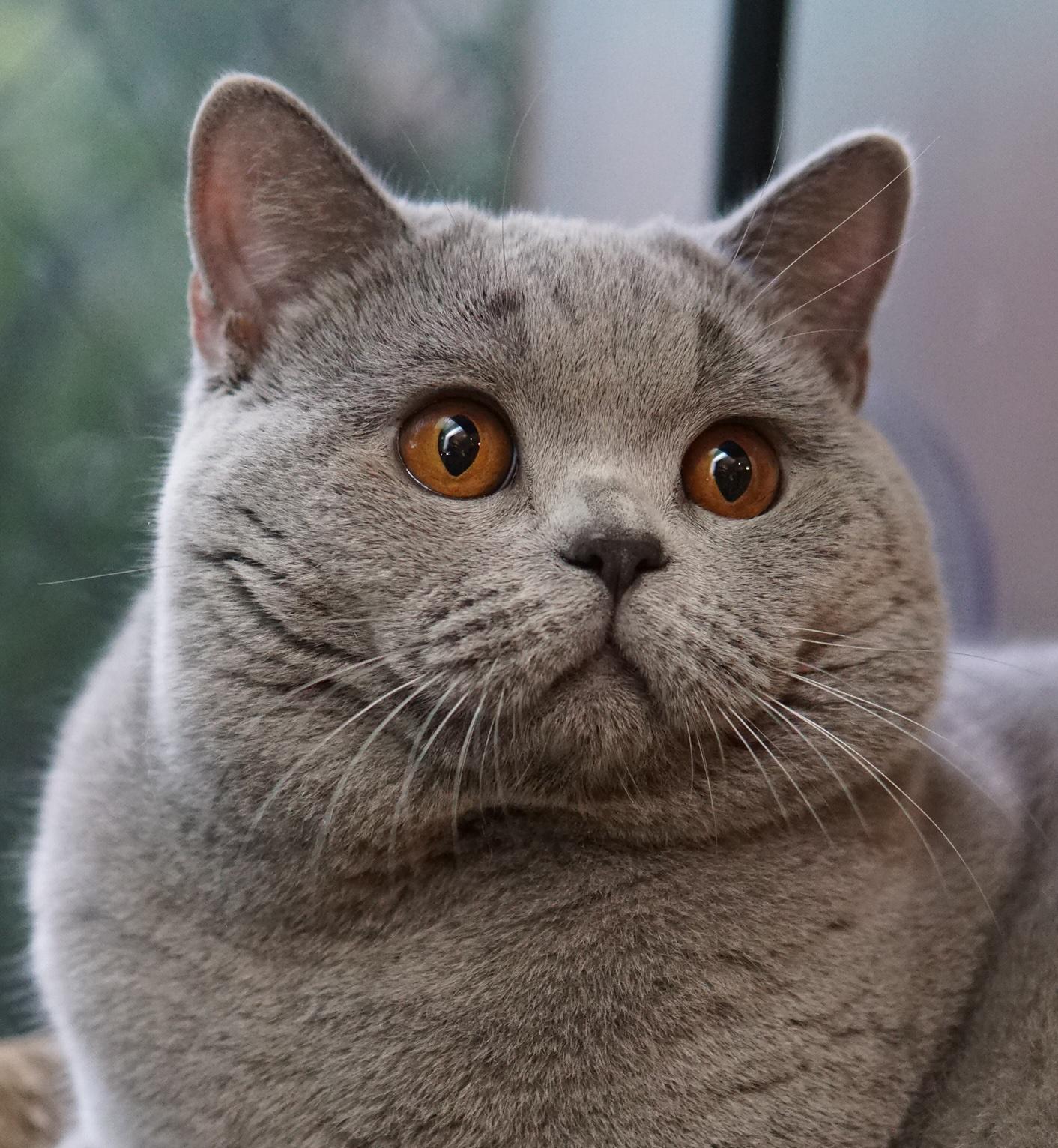 Pet Feeding Accessories