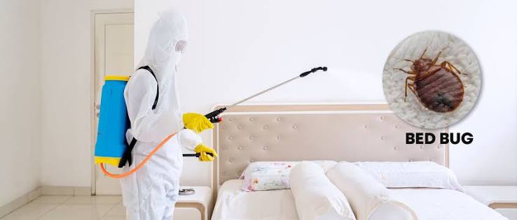 Bed Bug Removal