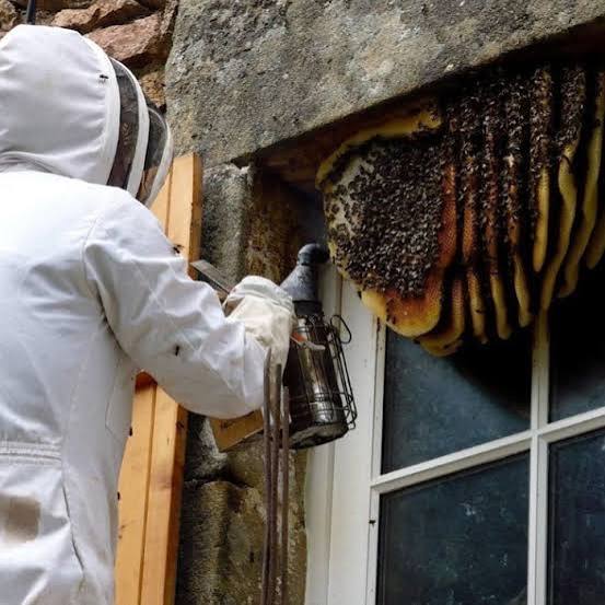 Honeybee Removal