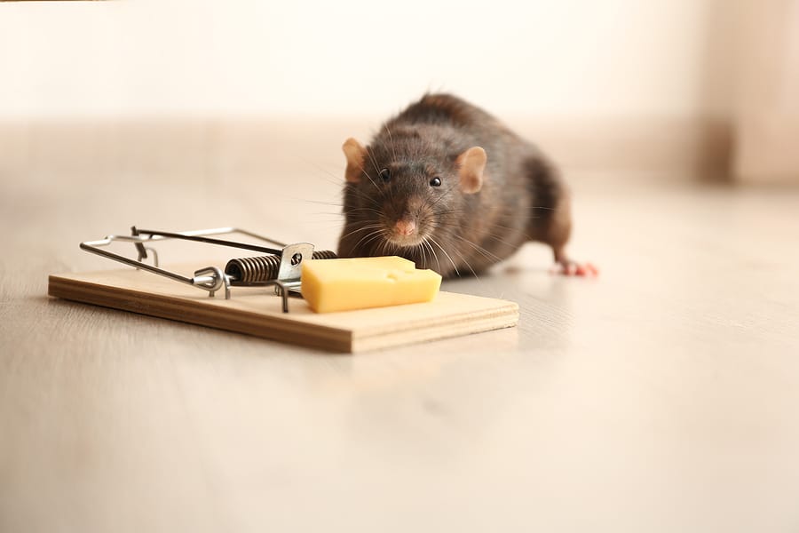 Rodent (Rat & Mouse) Control