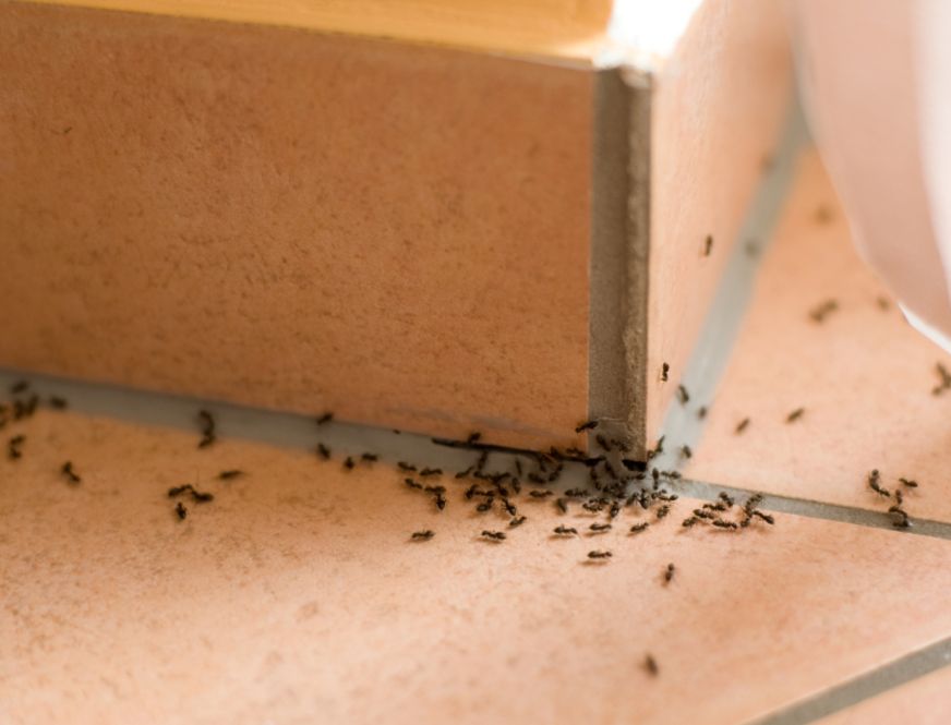 Ant Control Services